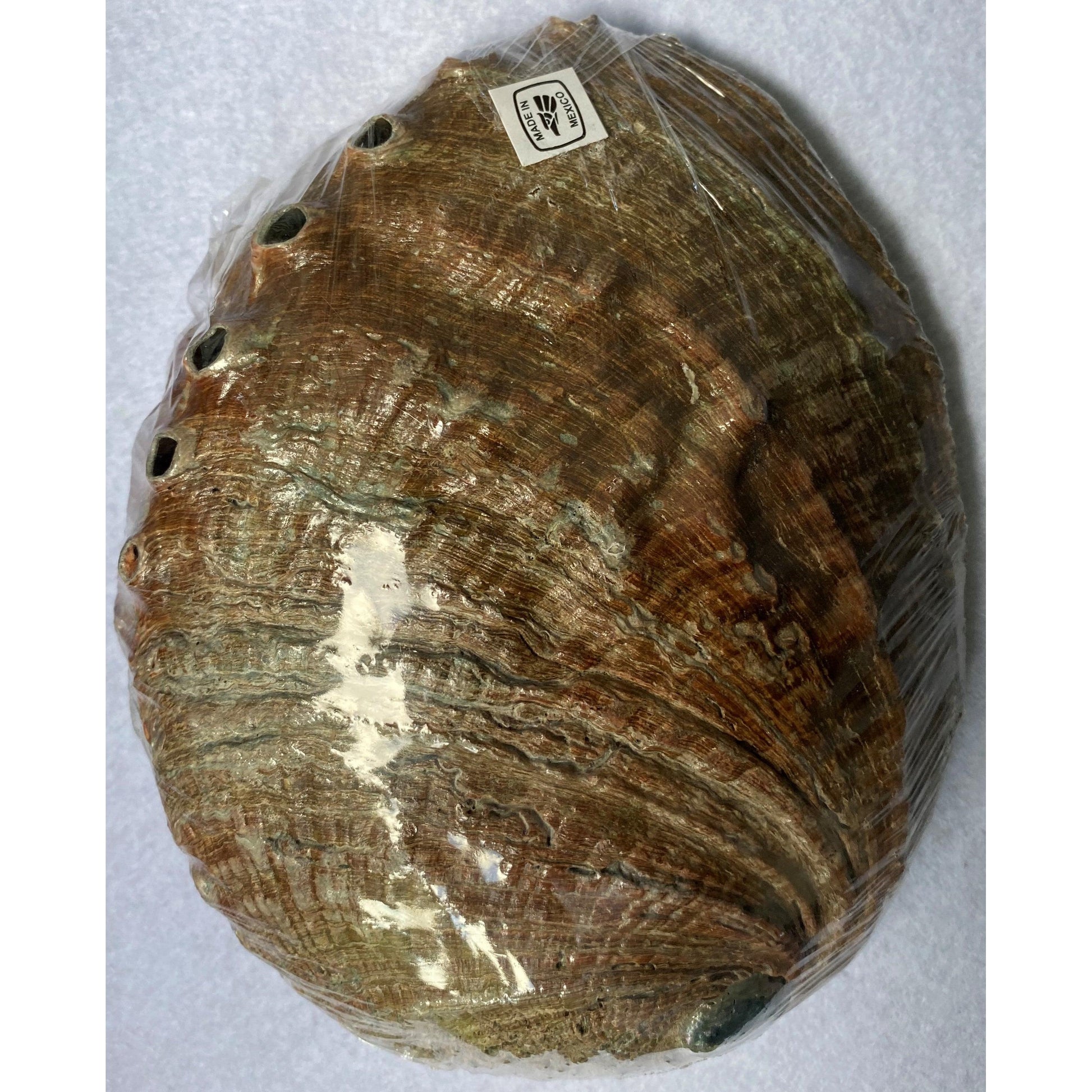 Abalone Shell – Bells Books & Candles