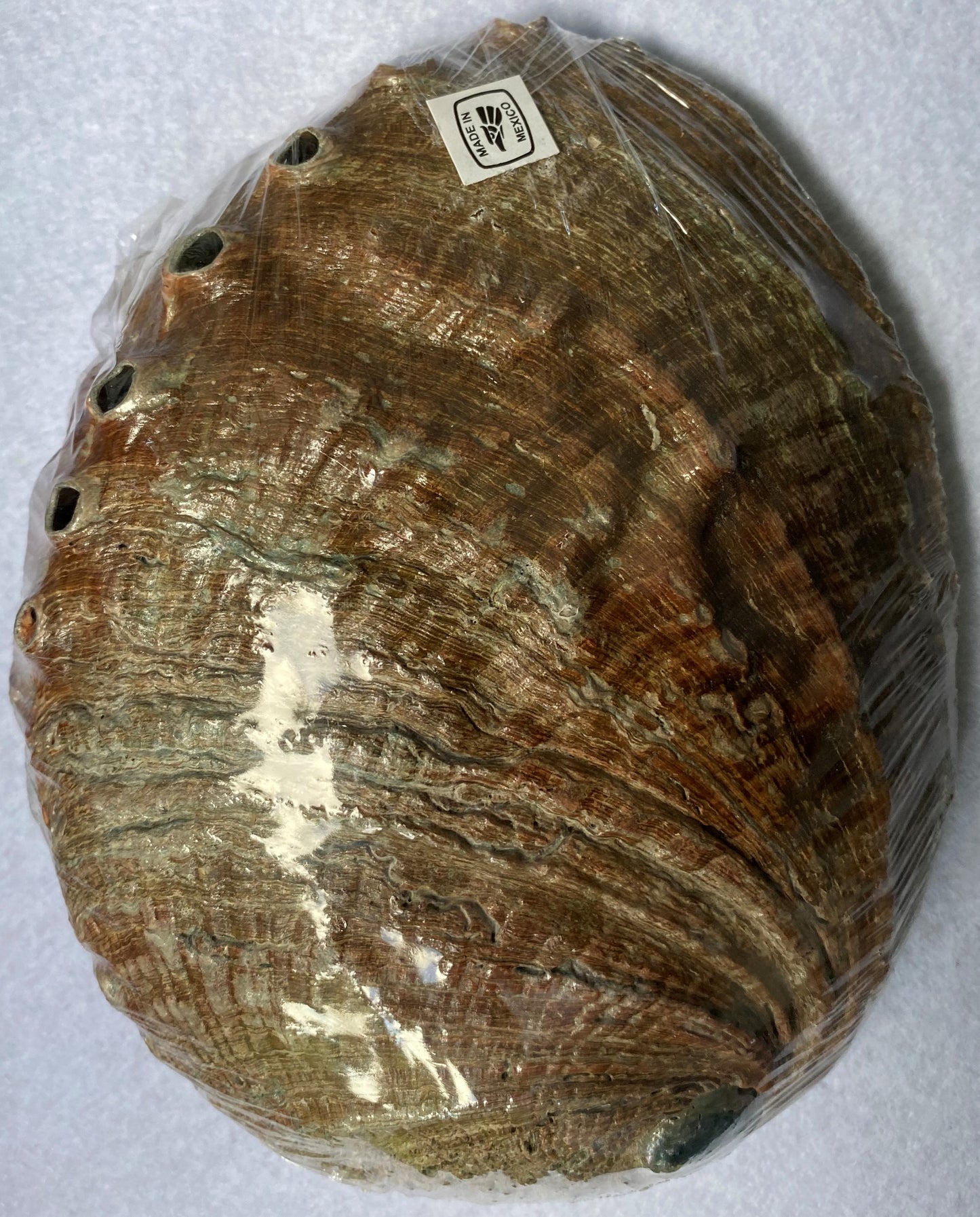 Abalone Shell