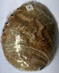 Abalone Shell
