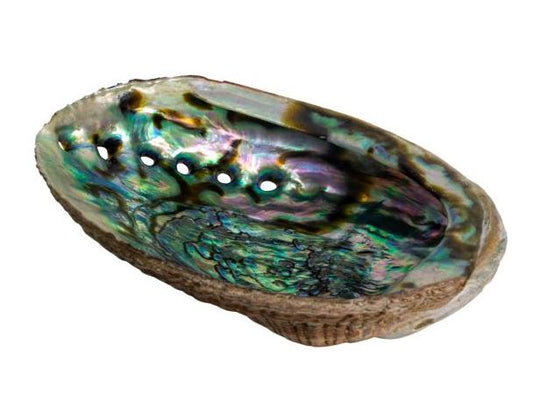 Abalone Shell